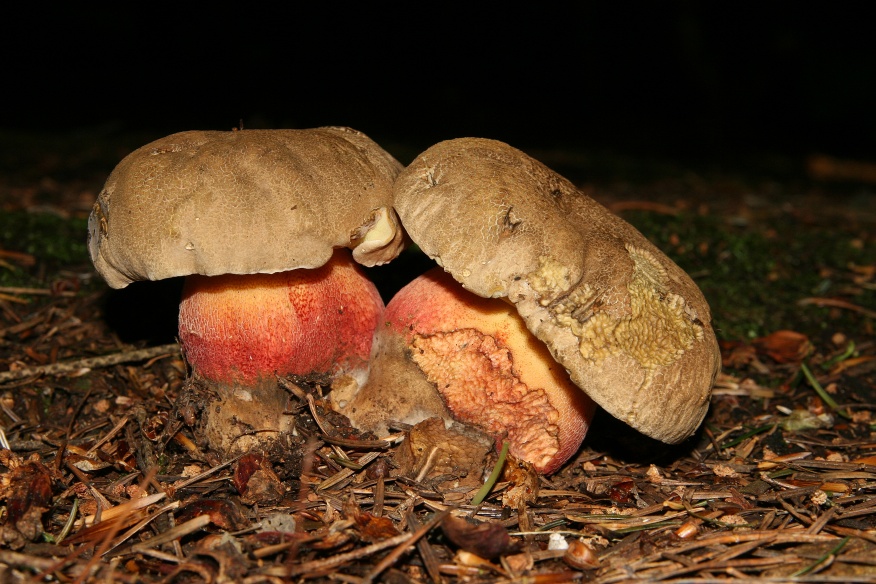 Boletus calopus